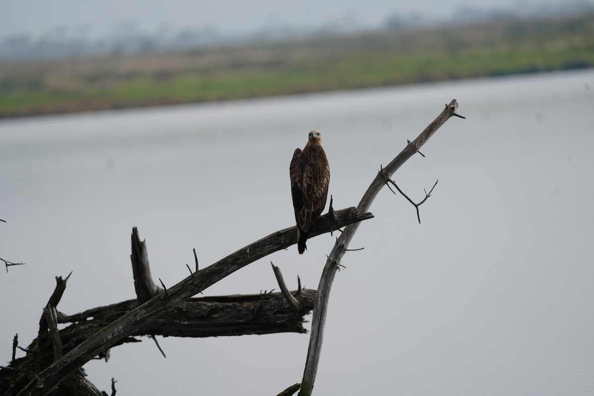 White-bellied Sea-Eagle - ML619559952