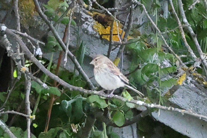 House Sparrow - Jose Leal