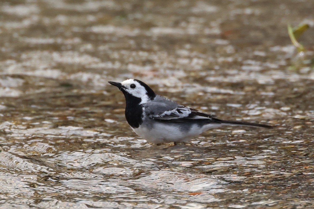 White Wagtail - Jose Leal