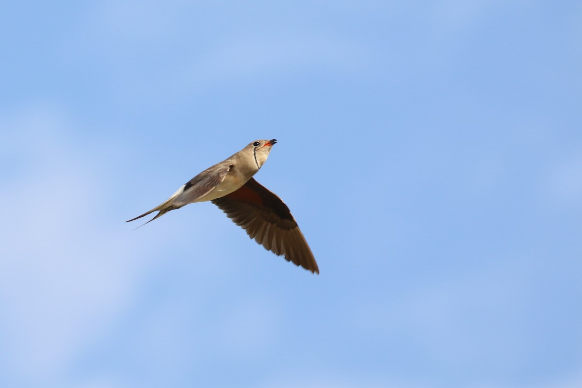 Collared Pratincole - Oscar Campbell