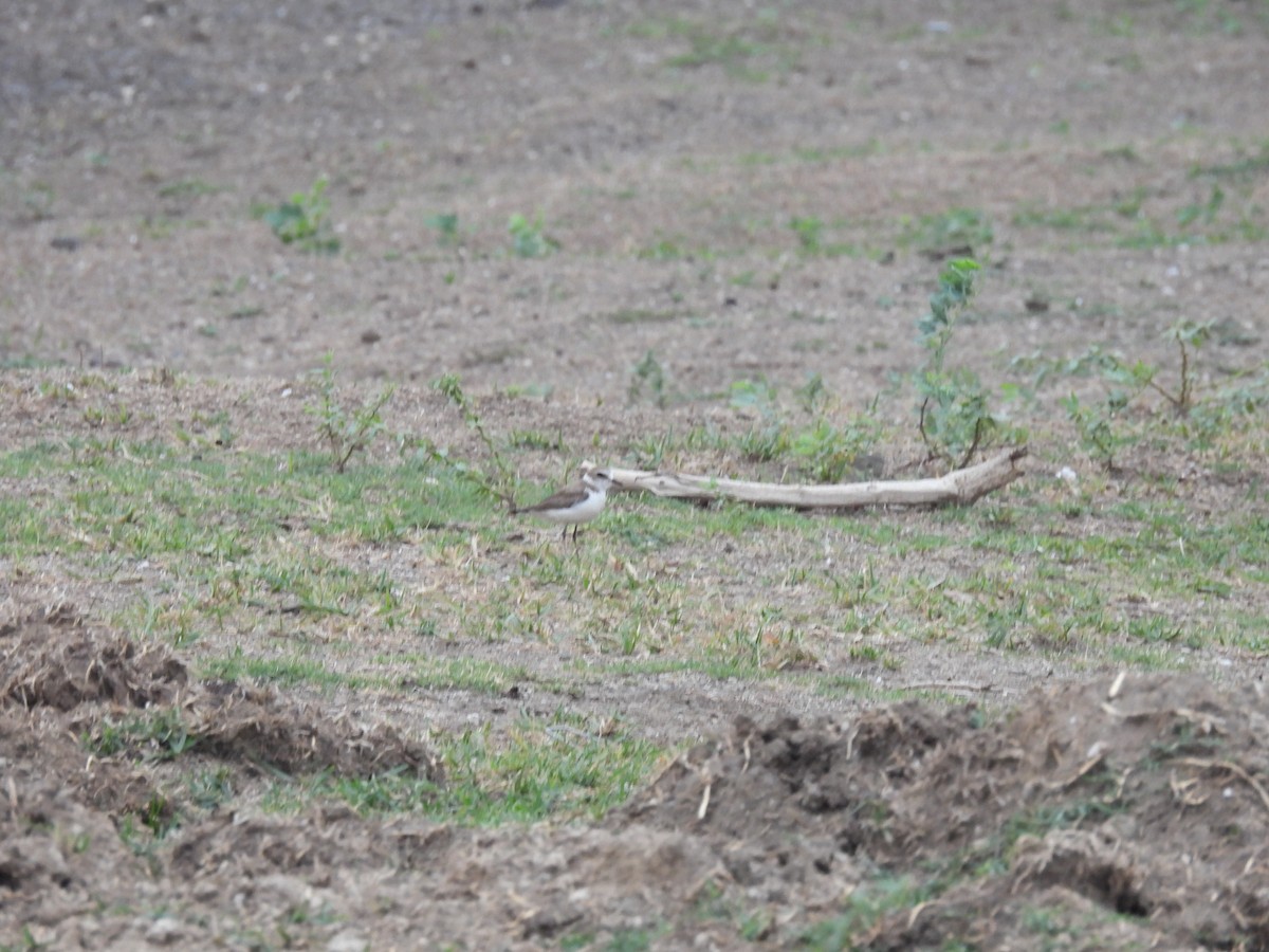 Kentish Plover - Ramesh Desai