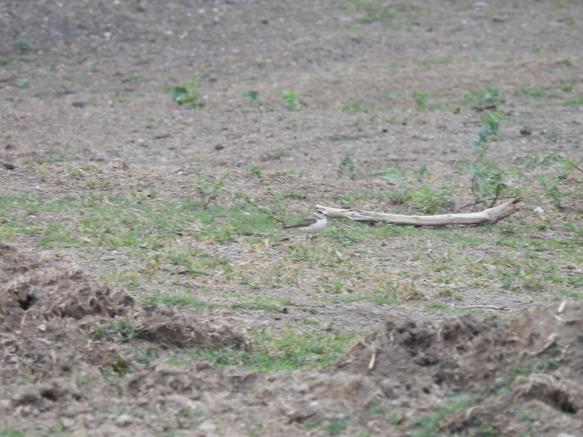 Kentish Plover - Ramesh Desai