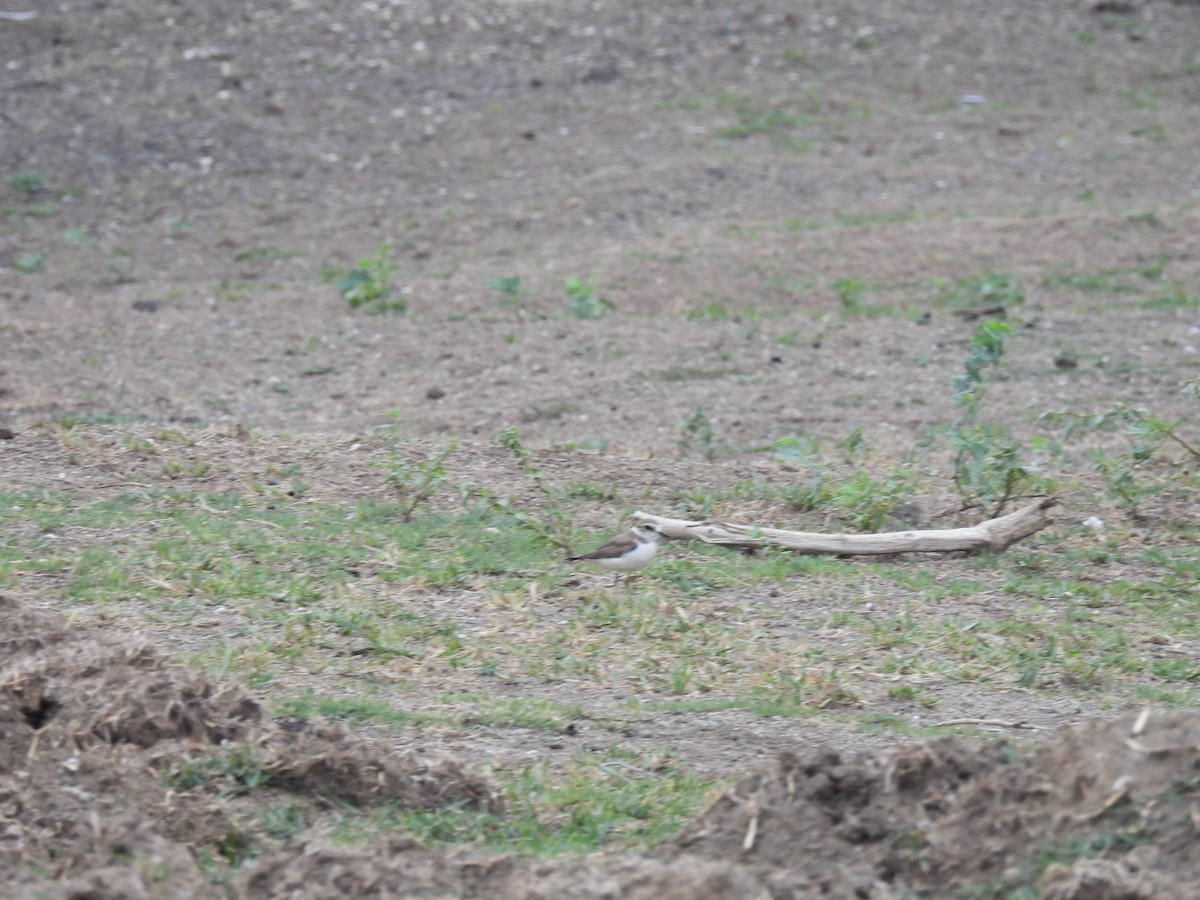 Kentish Plover - Ramesh Desai