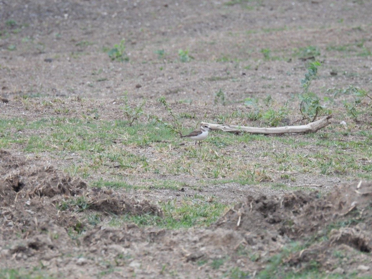 Kentish Plover - Ramesh Desai