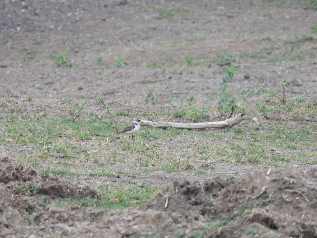 Kentish Plover - Ramesh Desai