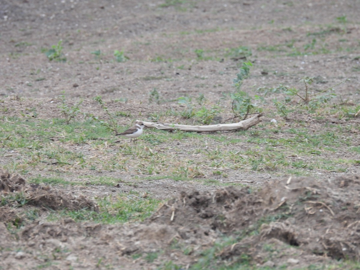 Kentish Plover - Ramesh Desai