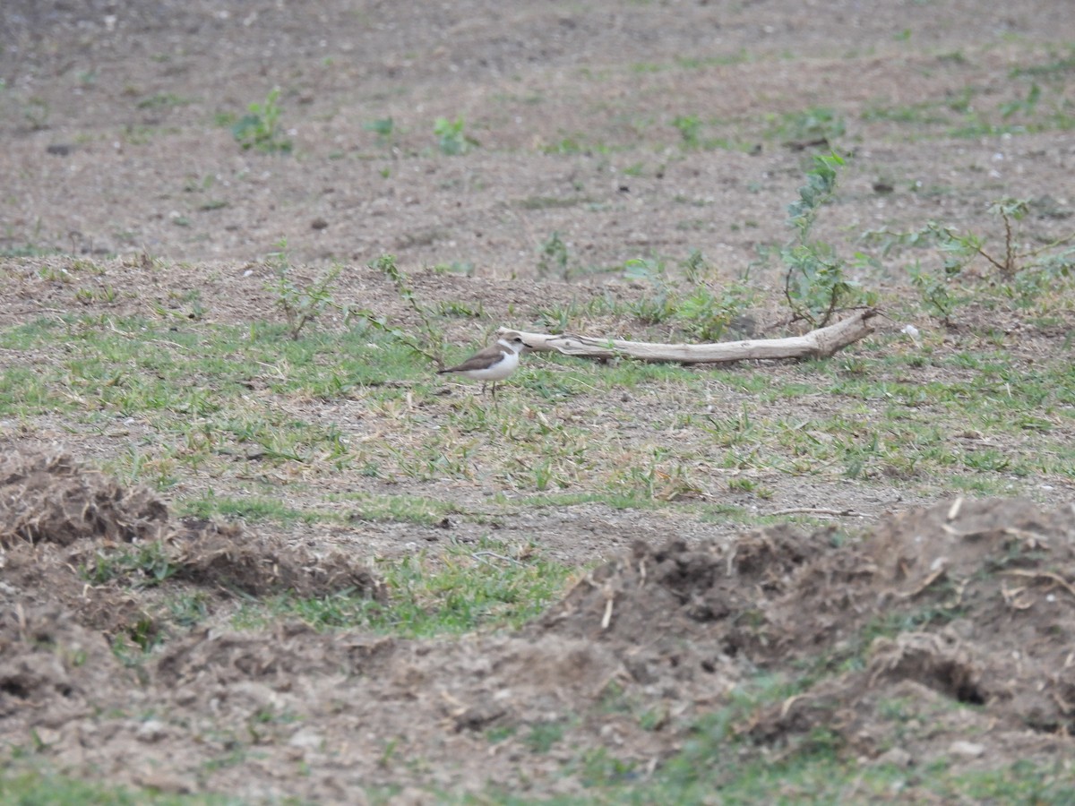 Kentish Plover - Ramesh Desai