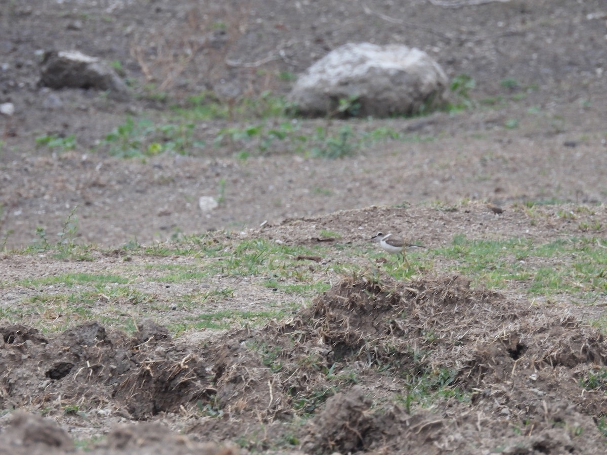 Kentish Plover - Ramesh Desai