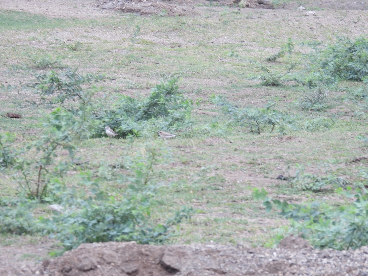 Kentish Plover - Ramesh Desai