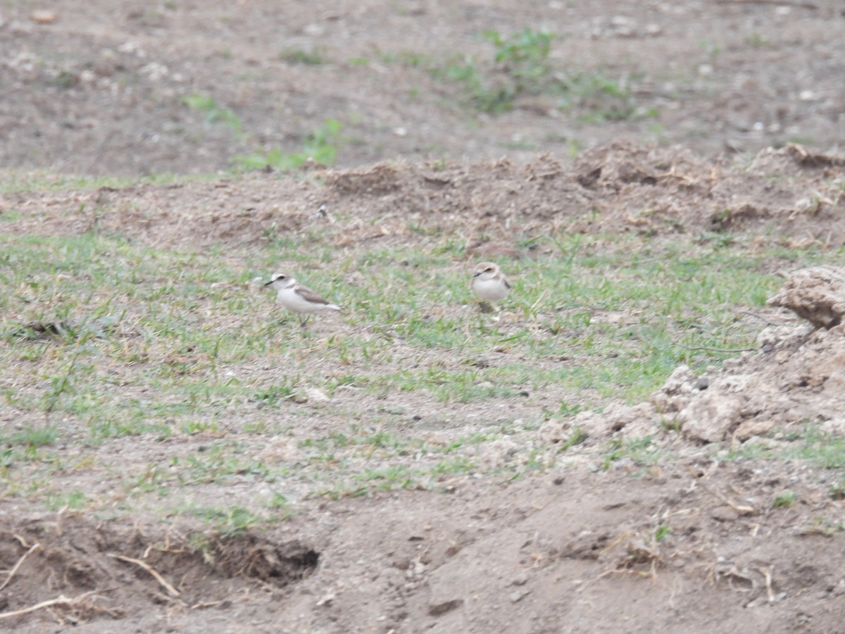 Kentish Plover - Ramesh Desai