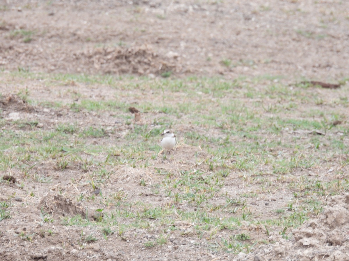 Kentish Plover - Ramesh Desai