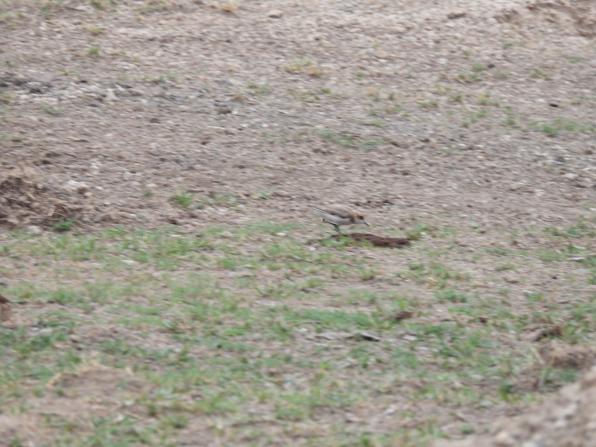 Kentish Plover - Ramesh Desai