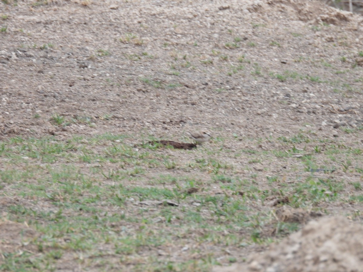 Kentish Plover - Ramesh Desai