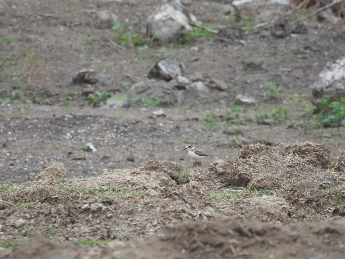 Kentish Plover - Ramesh Desai