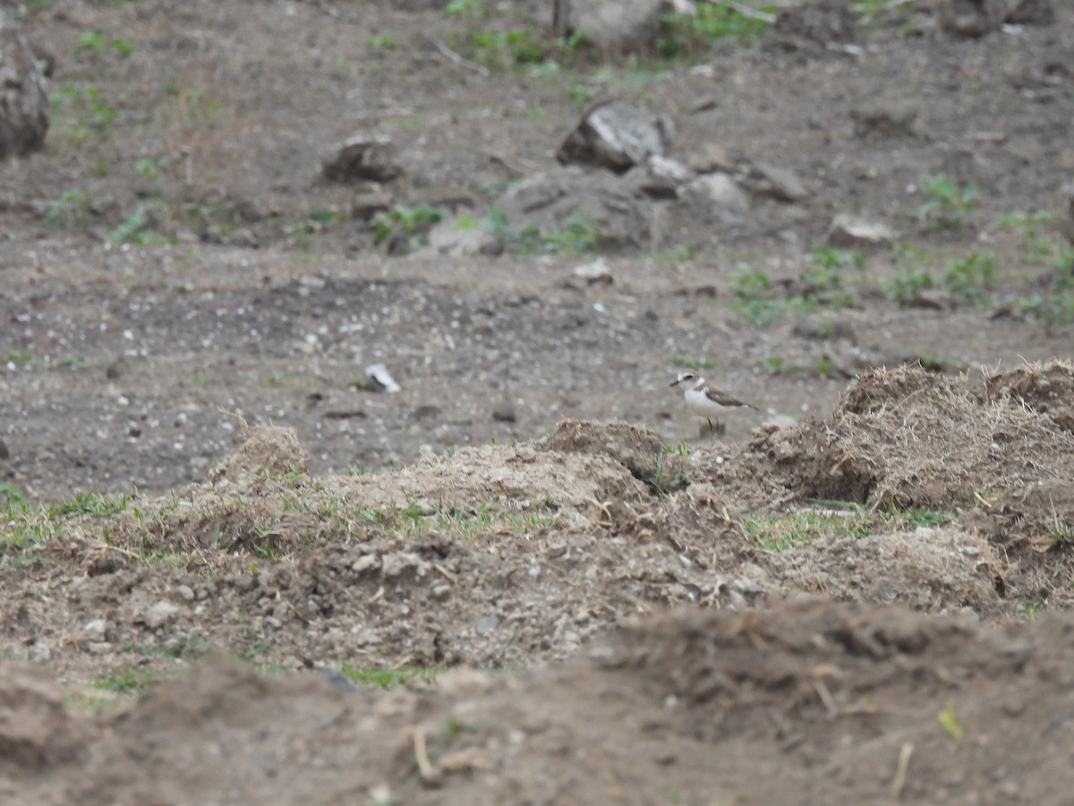 Kentish Plover - Ramesh Desai