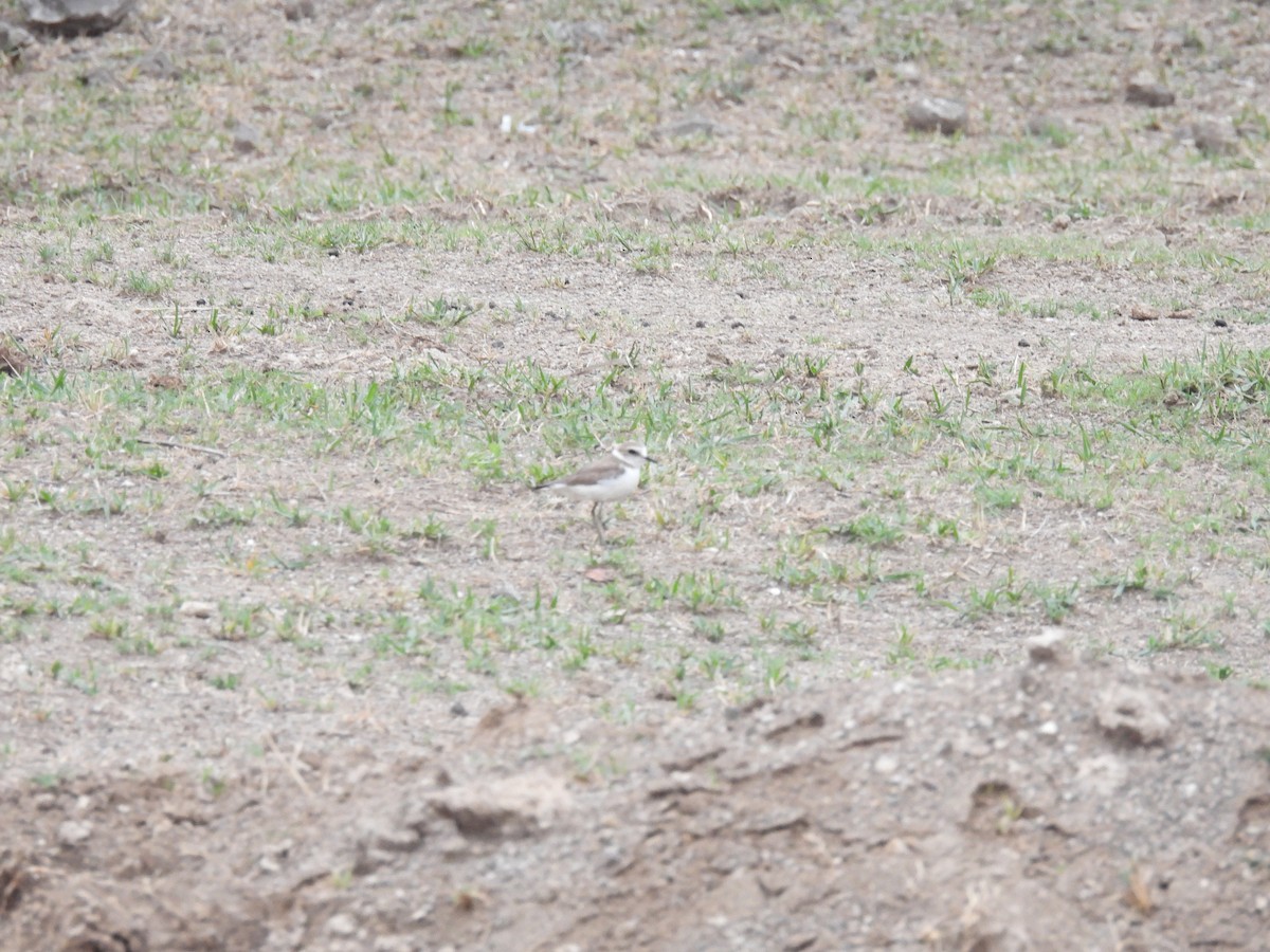 Kentish Plover - Ramesh Desai