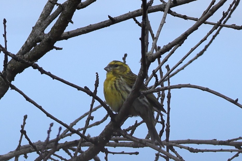 European Serin - Jose Leal