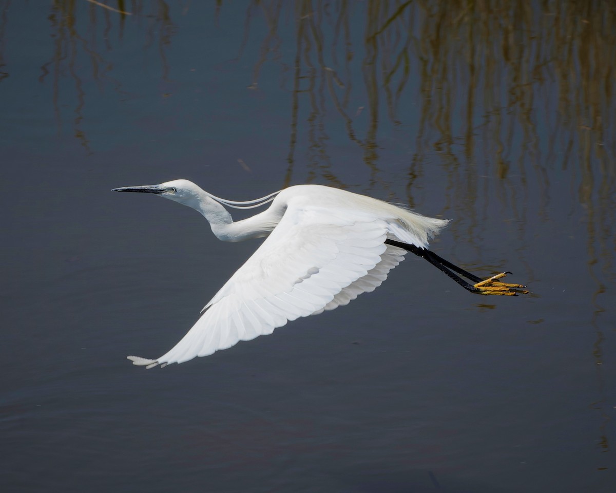 Little Egret - john Butters