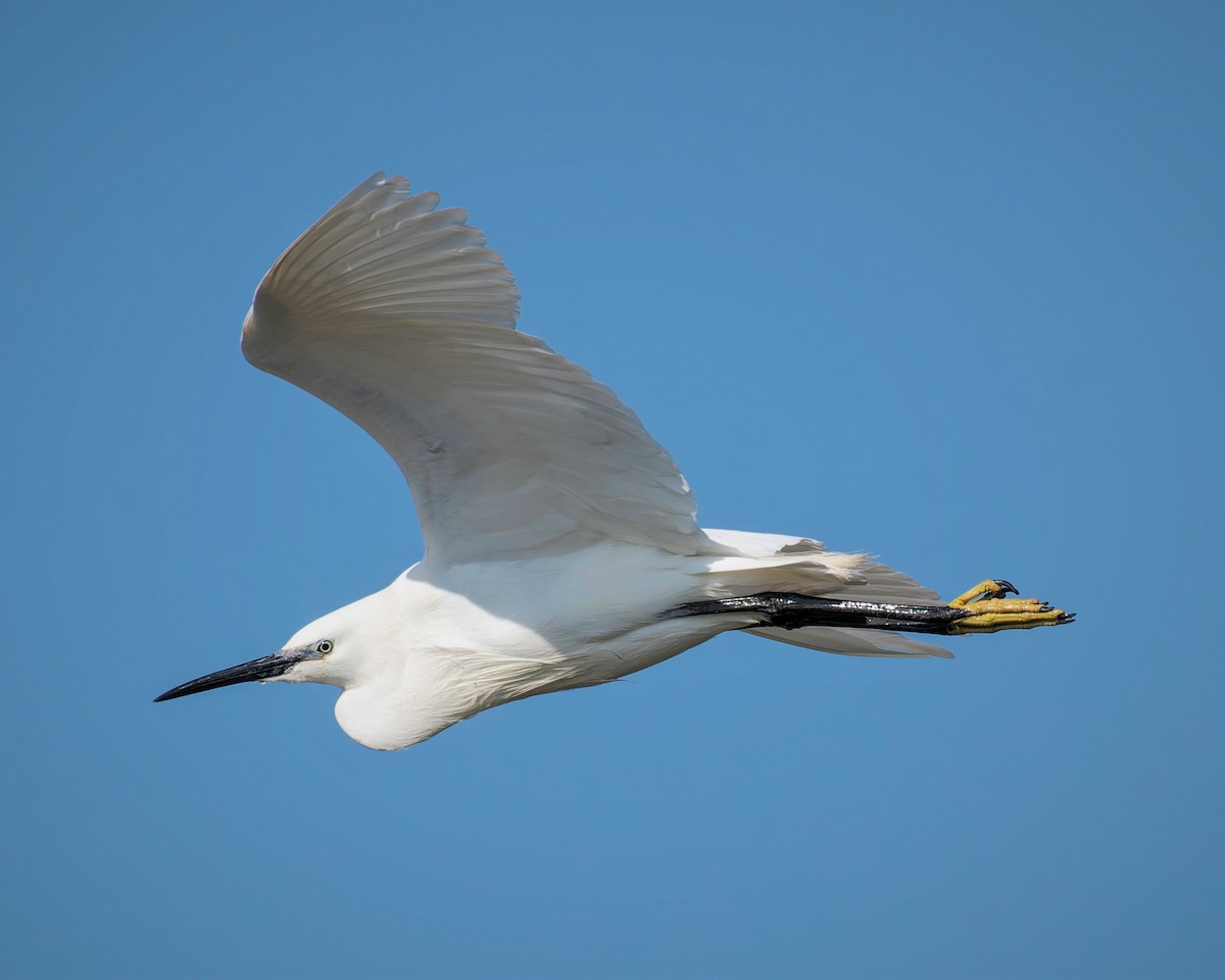 Little Egret - john Butters