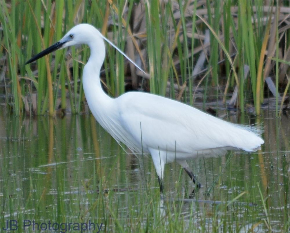 Little Egret - john Butters