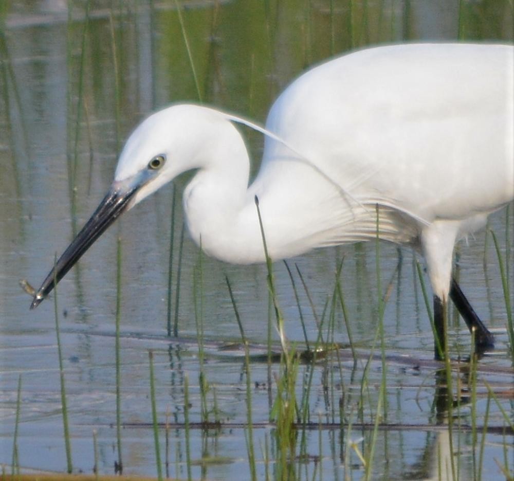 Little Egret - john Butters