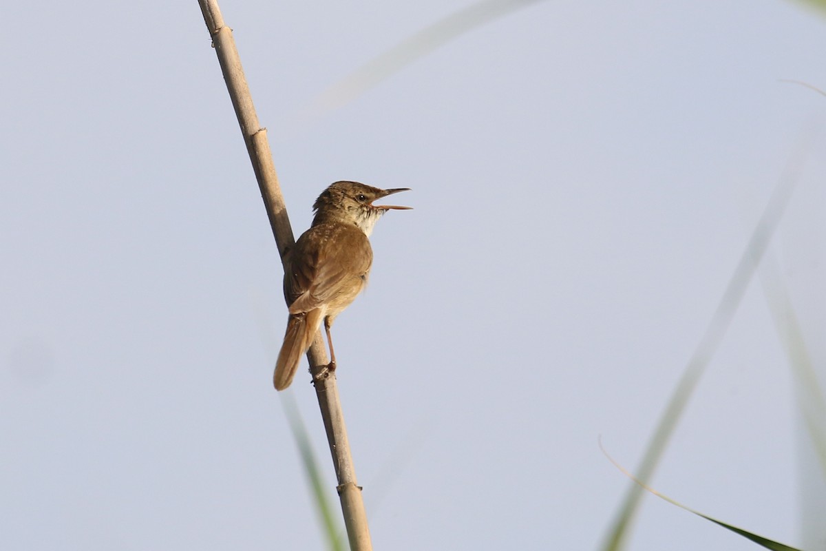 Common Reed Warbler - Oscar Campbell