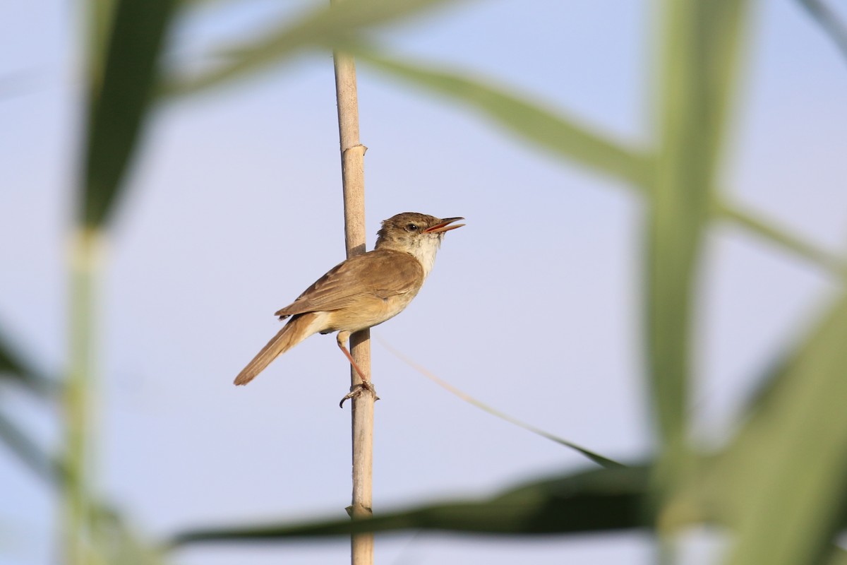 Common Reed Warbler - Oscar Campbell