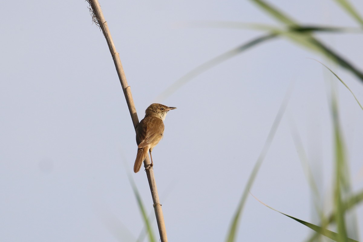 Common Reed Warbler - Oscar Campbell