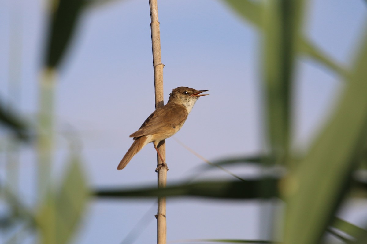 Common Reed Warbler - Oscar Campbell