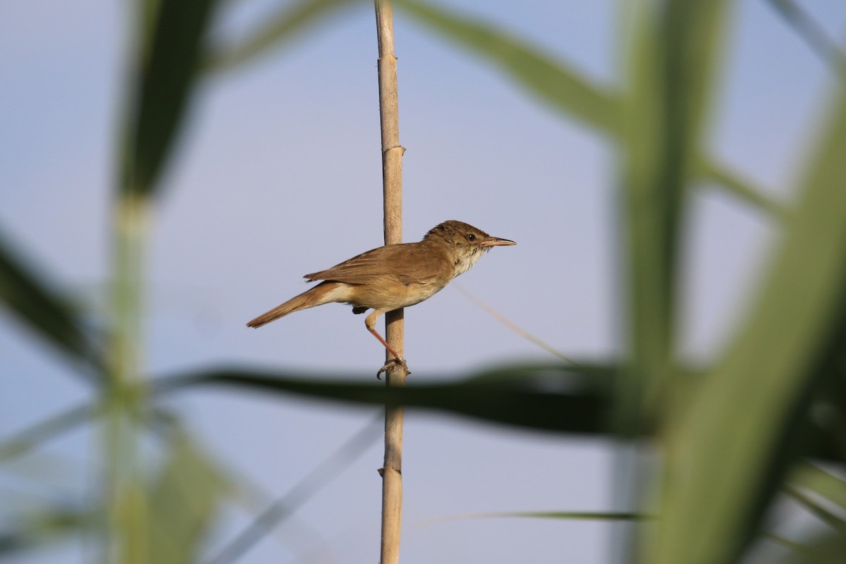 Common Reed Warbler - Oscar Campbell