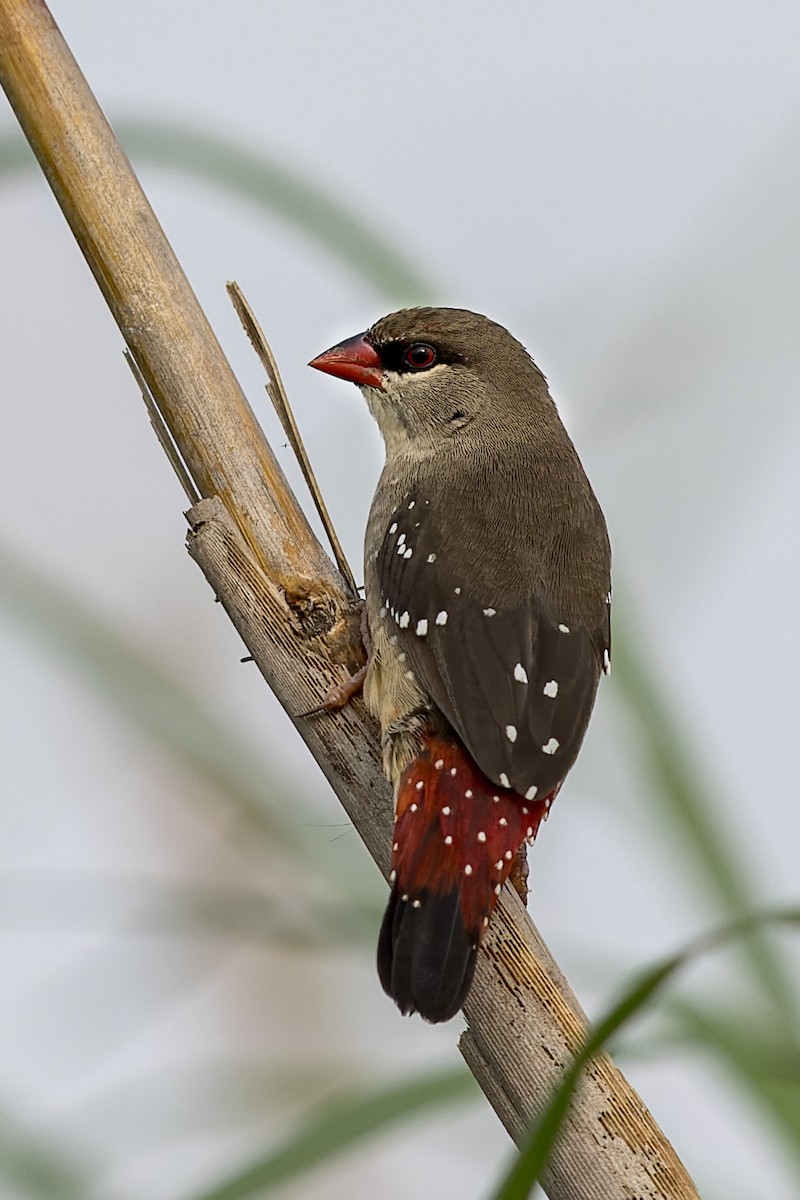 Red Avadavat - ML619560010