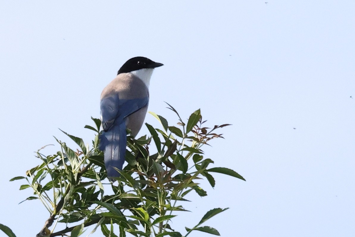 Iberian Magpie - Jose Leal