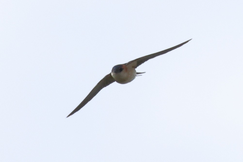 Red-rumped Swallow - Jose Leal