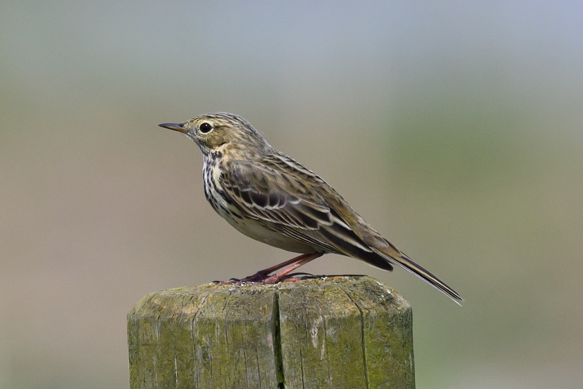 Meadow Pipit - ML619560032