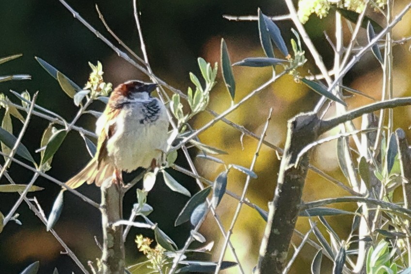 House Sparrow - Jose Leal