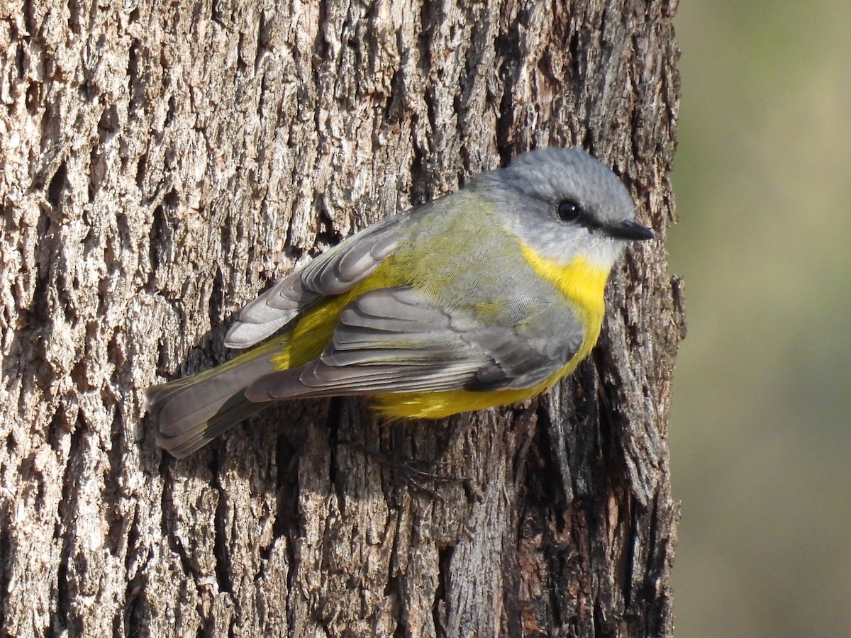 Eastern Yellow Robin - Helen Erskine-Behr