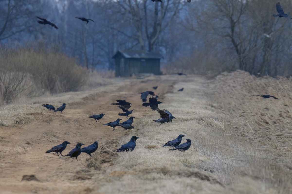 Common Raven - Valery Treitsiak