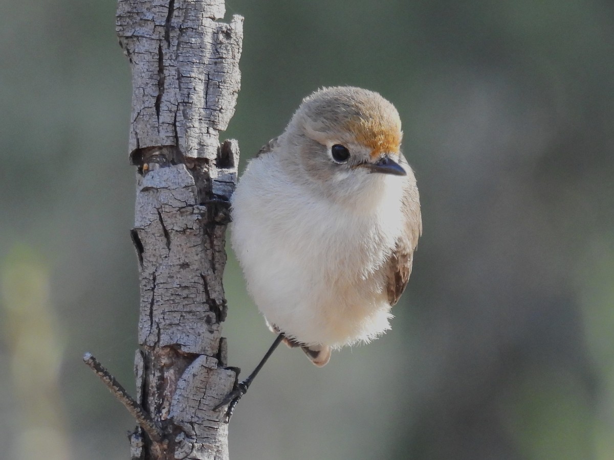 Red-capped Robin - Helen Erskine-Behr