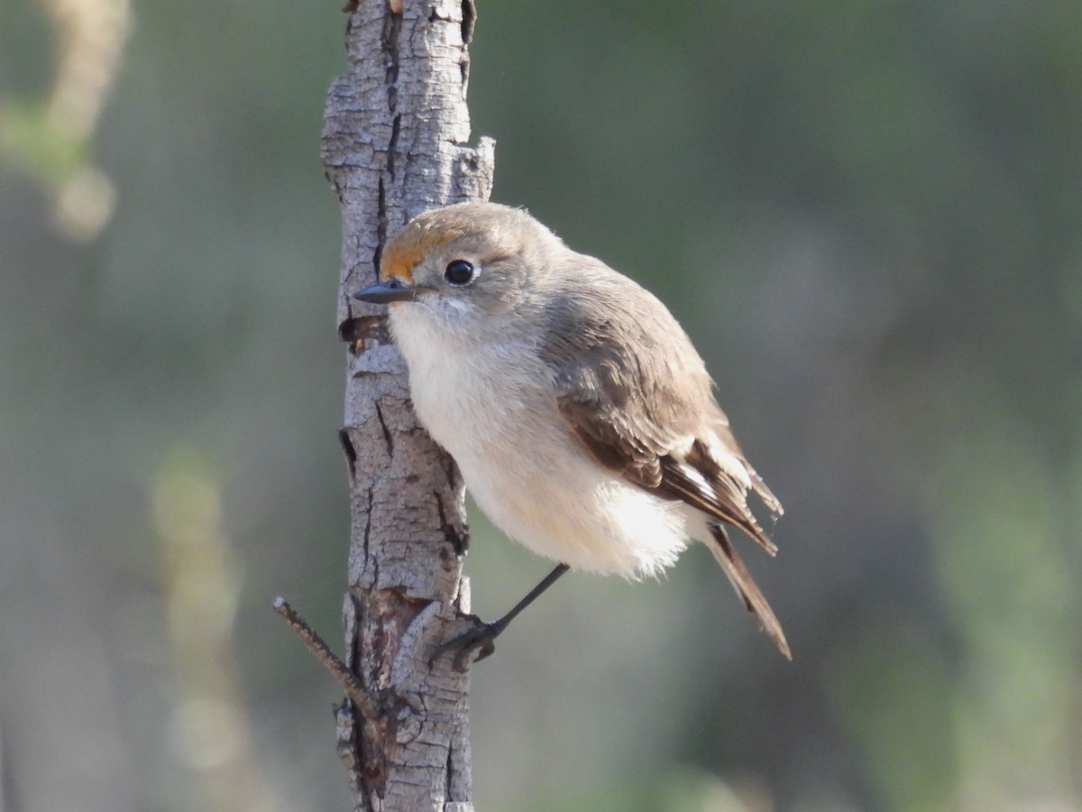 Red-capped Robin - Helen Erskine-Behr