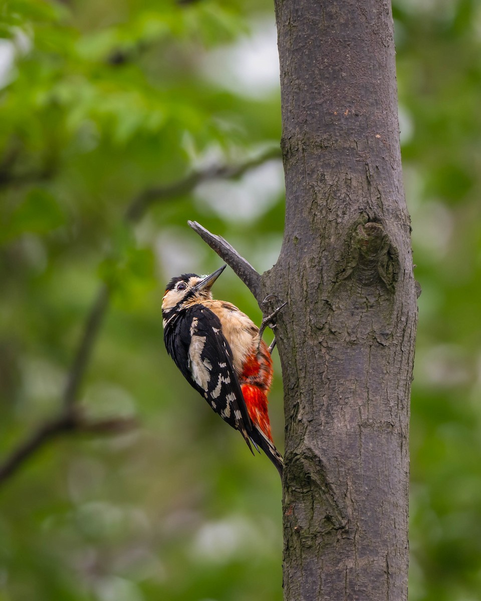Great Spotted Woodpecker - Falk Wirsam