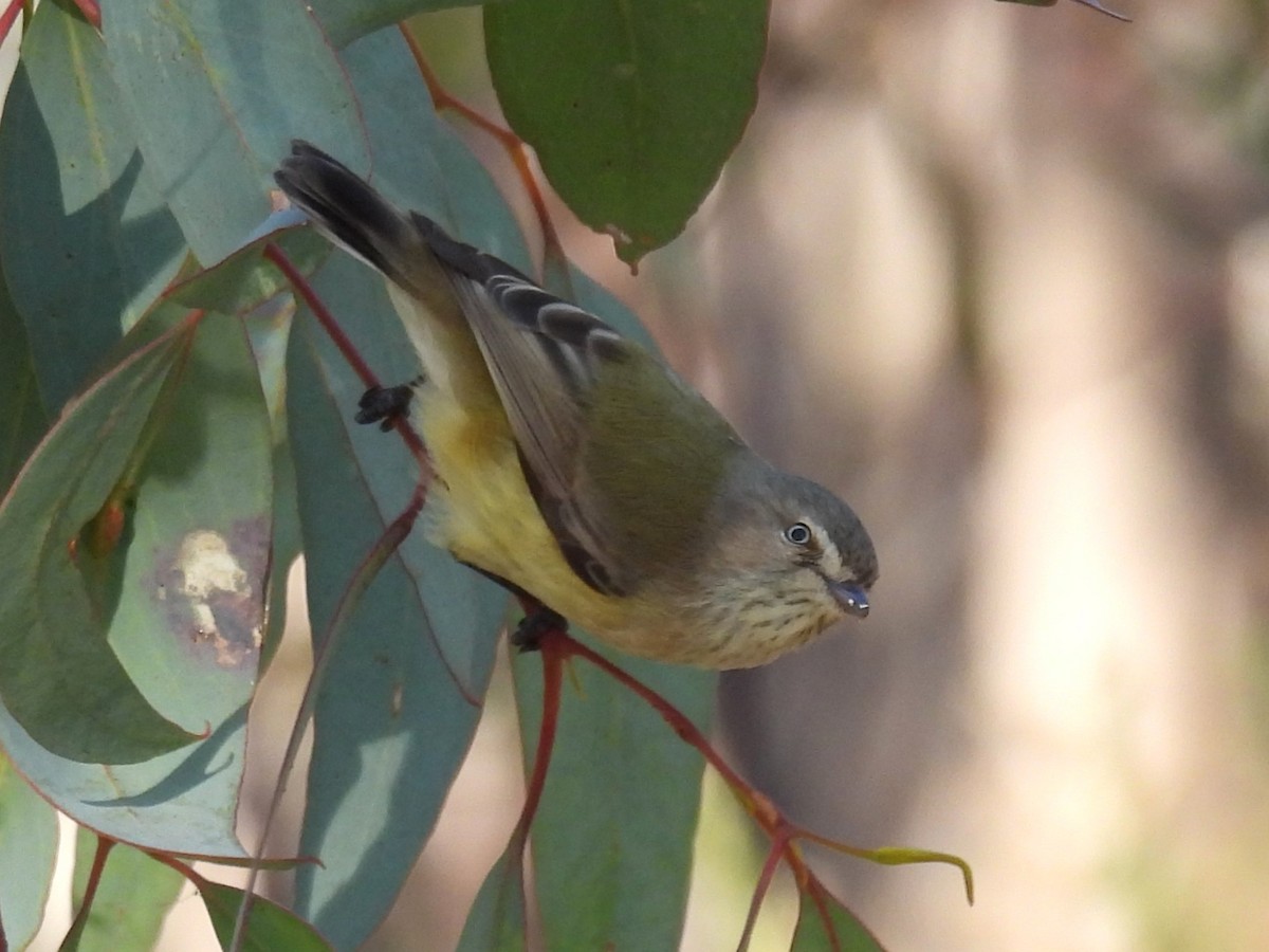 Weebill - Helen Erskine-Behr