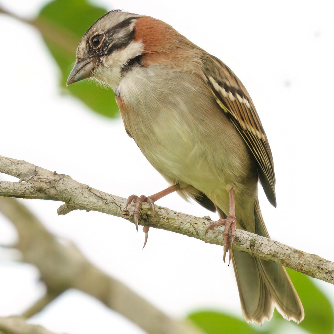 Rufous-collared Sparrow - Daniel Hinckley | samazul.com