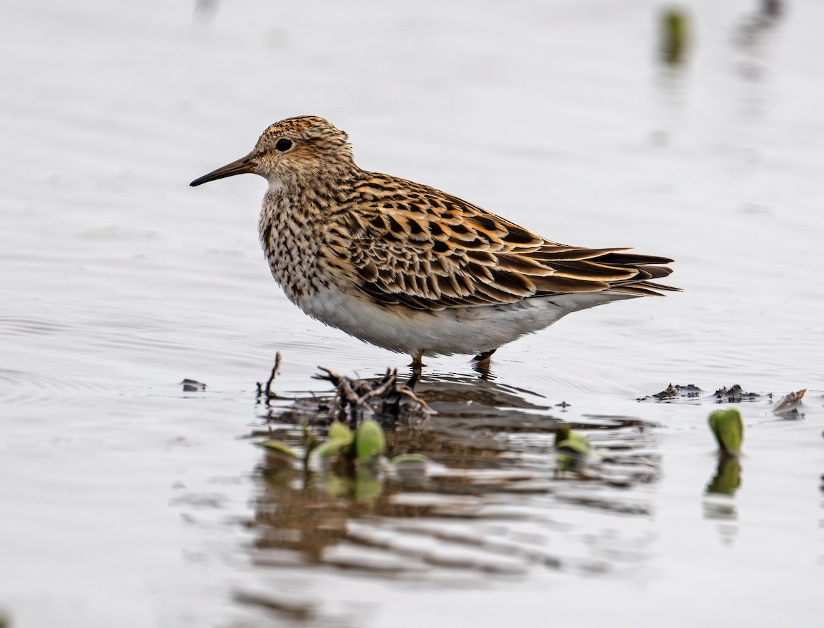 Pectoral Sandpiper - Greg Courtney