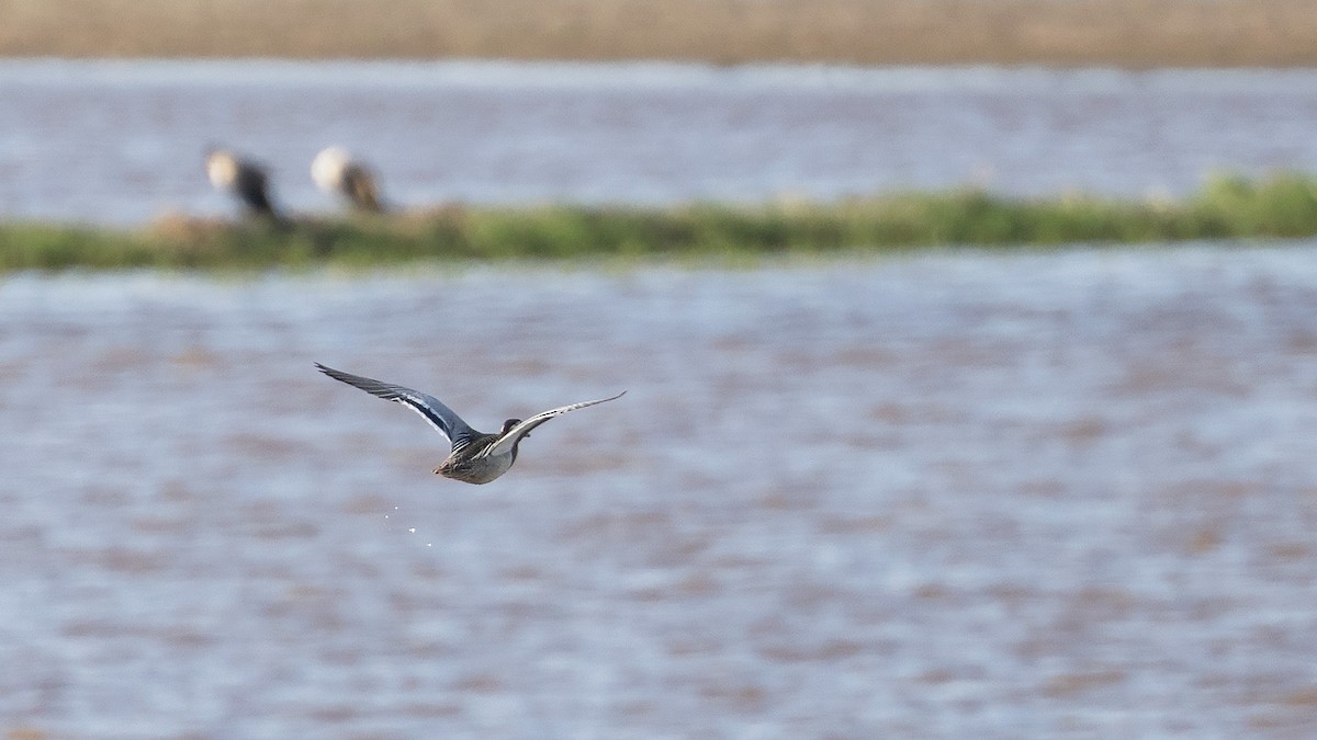 Garganey - Josh Jones