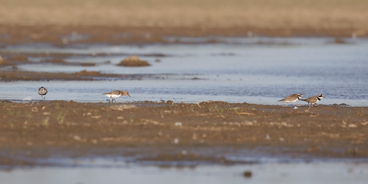 Sanderling - Josh Jones