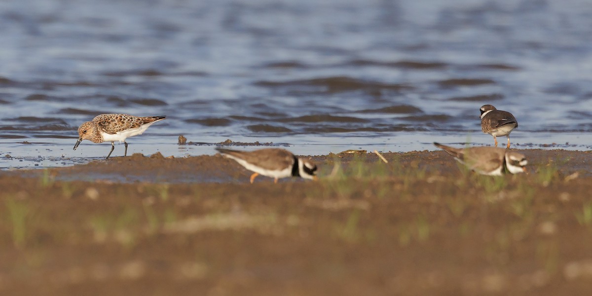 Sanderling - Josh Jones