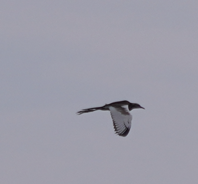 Pheasant-tailed Jacana - Zhongyu Wang