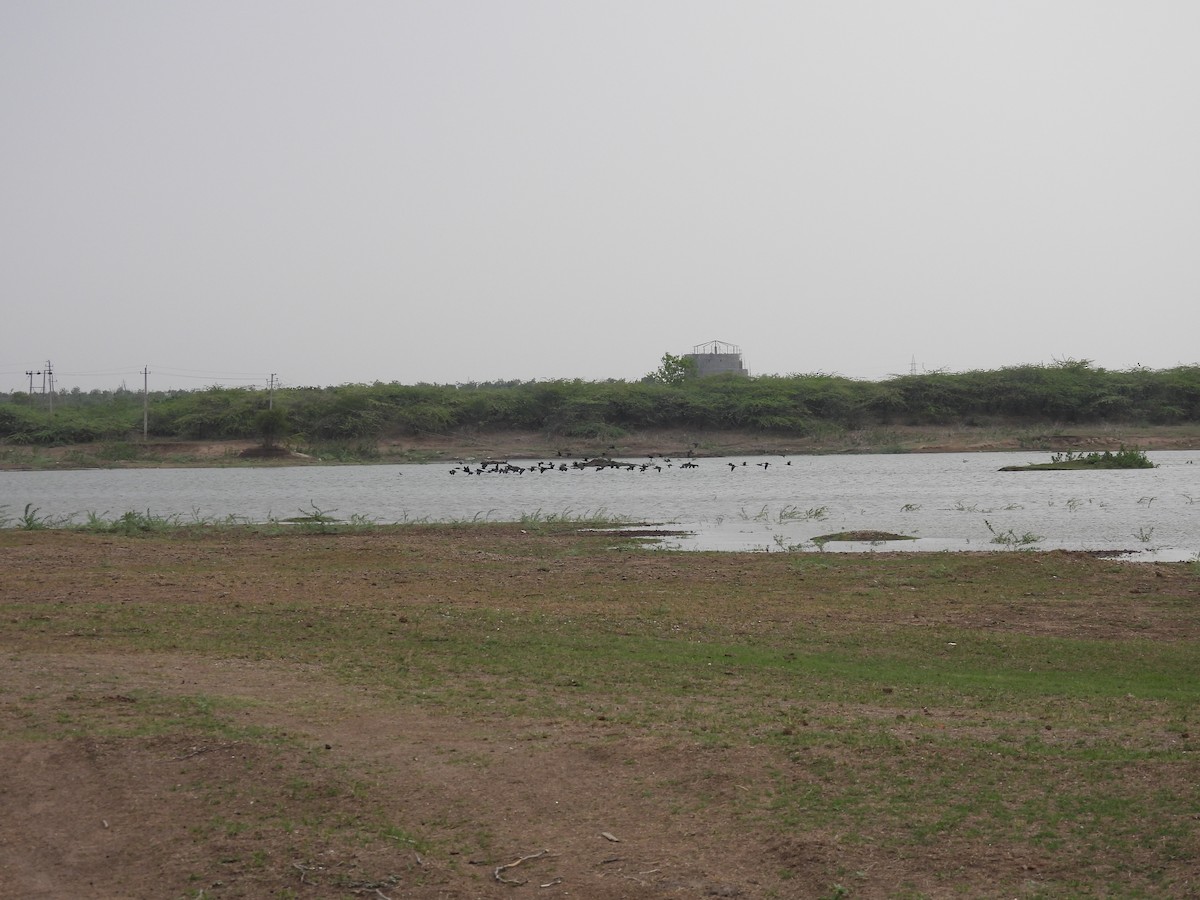 Great Cormorant - Ramesh Desai