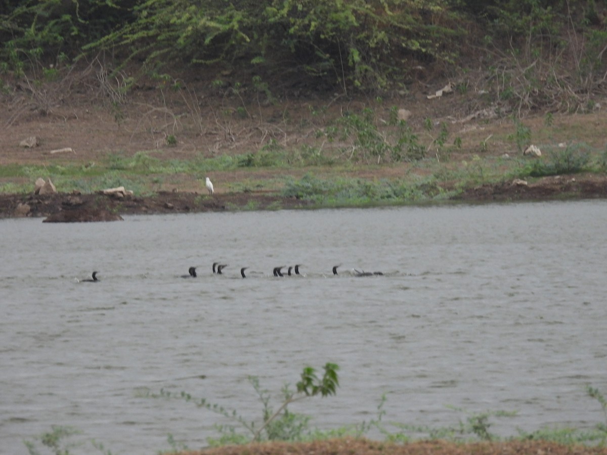 Great Cormorant - Ramesh Desai