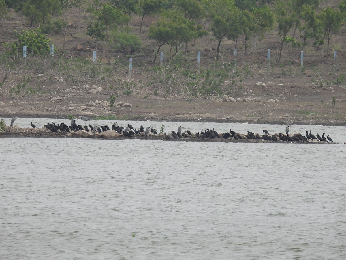 Great Cormorant - Ramesh Desai